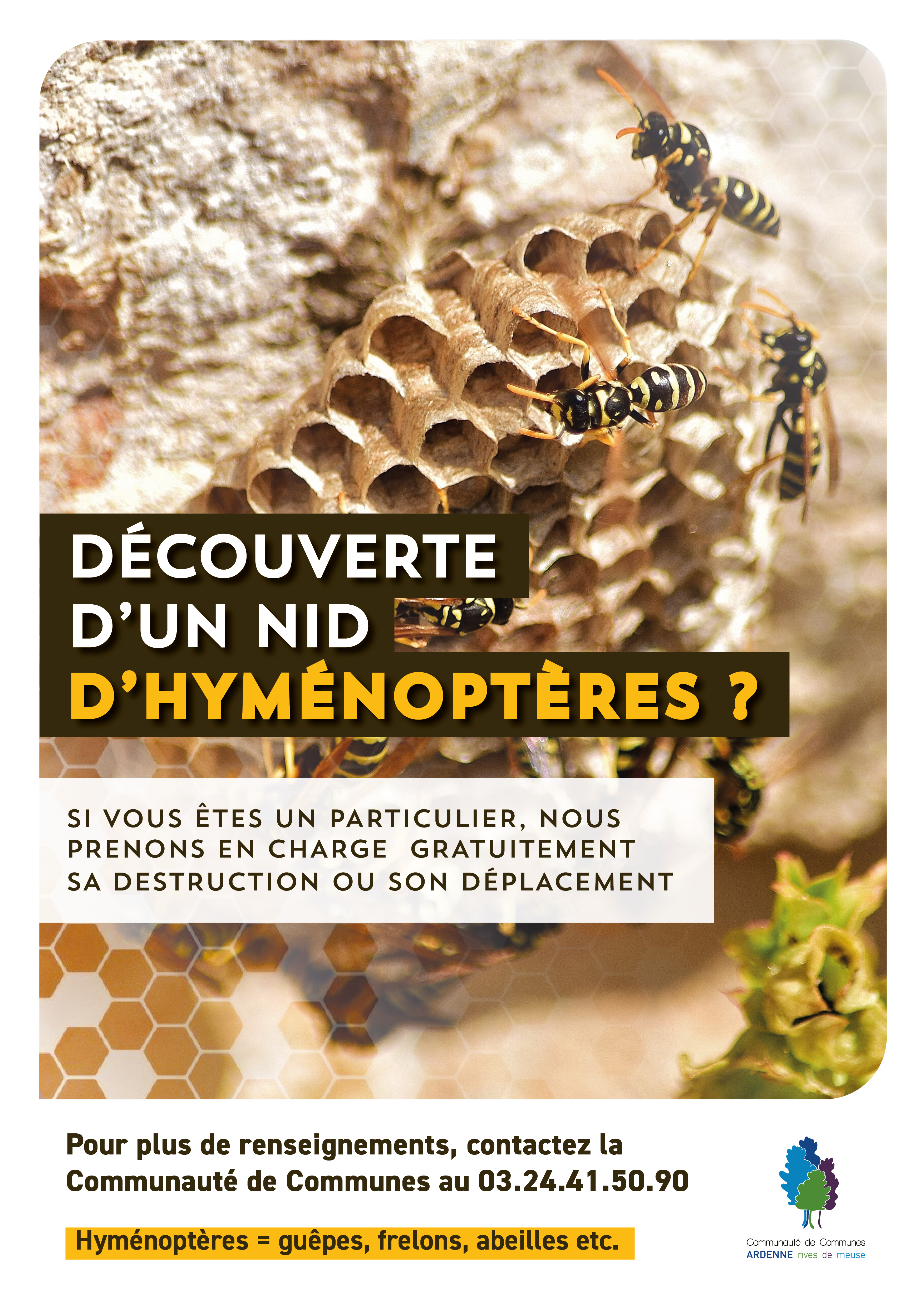 Découverte nids d'hyménoptères